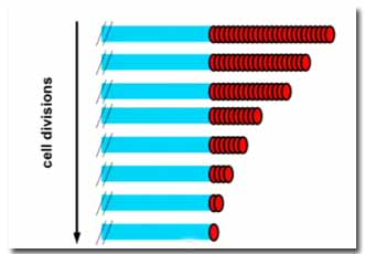 Telomeres