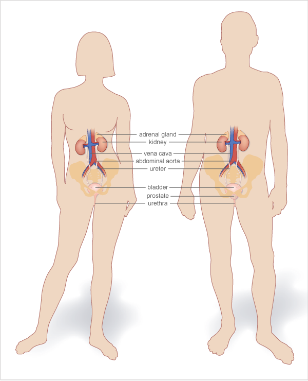 urinary-system-600px