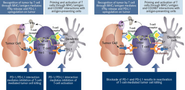 t dm1 mechanism of action t dm1 mechanism of action